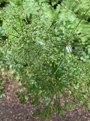 Ligusticum canbyi