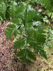 Ligusticum canbyi