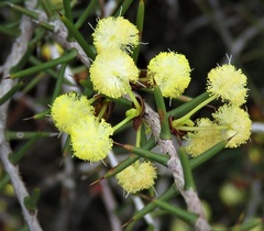 Acacia nyssophylla
