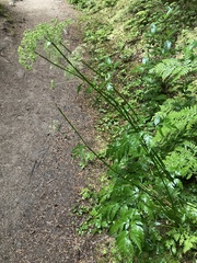 Ligusticum canbyi