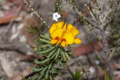 Pultenaea aristata