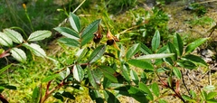 Rosa nitida