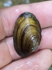 Toxolasma cylindrellum