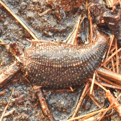 Placobdella ornata