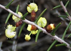 Acacia nyssophylla