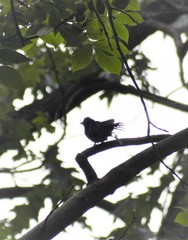 Pipilo erythrophthalmus