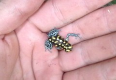 Ranitomeya vanzolinii