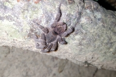 Tmesiphantes obesus