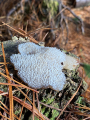 Pseudohydnum totarae