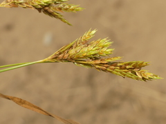 Cyperus schweinitzii