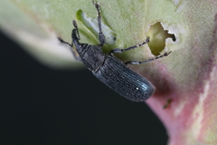 Mecinus janthiniformis