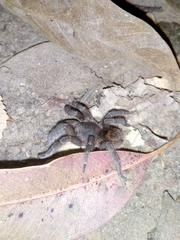 Tmesiphantes obesus