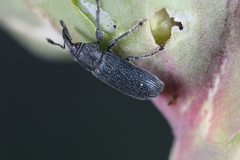 Mecinus janthiniformis