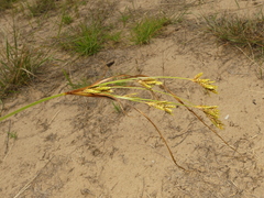 Cyperus schweinitzii