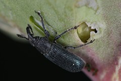 Mecinus janthiniformis