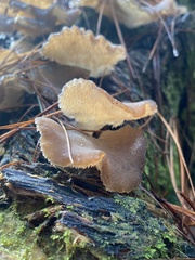 Pseudohydnum totarae