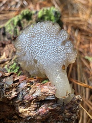 Pseudohydnum totarae
