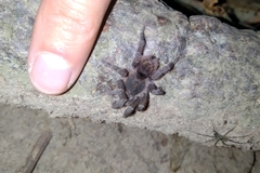 Tmesiphantes obesus
