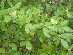 Rhododendron serrulatum