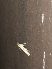 Acallis alticolalis