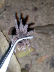 Tmesiphantes obesus