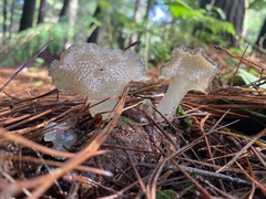 Pseudohydnum totarae