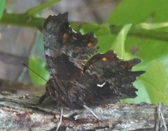 Polygonia oreas