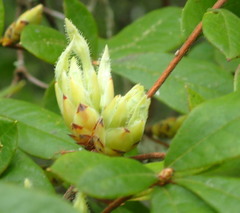 Rhododendron serrulatum