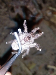 Tmesiphantes obesus