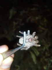 Tmesiphantes obesus