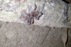 Tmesiphantes obesus