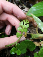 Botrychium crenulatum