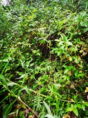 Botrychium crenulatum