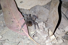 Tmesiphantes obesus