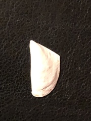 Dreissena polymorpha