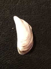 Dreissena polymorpha