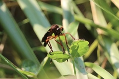 Diogmites platypterus