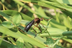 Diogmites platypterus