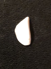 Dreissena polymorpha