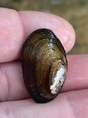 Toxolasma cylindrellum