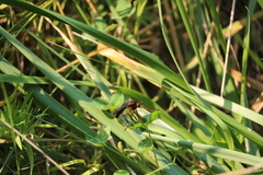 Diogmites platypterus
