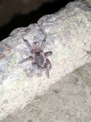 Tmesiphantes obesus