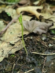 Botrychium tenebrosum