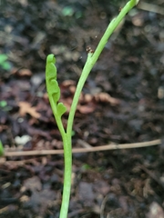 Botrychium tenebrosum