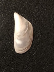 Dreissena polymorpha