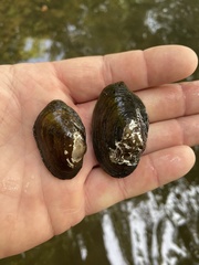 Toxolasma cylindrellum