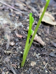 Botrychium tenebrosum