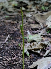 Botrychium tenebrosum