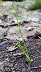 Botrychium tenebrosum