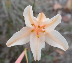 Cyrtanthus leptosiphon